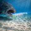 Приманки для пресноводного окуня 9,5 см/4,8 г, Мягкая биоинженерная приманка-креветка из TPE, Реалистичная блестящая приманка, Симуляция кораллов, Рыболовные приманки, Креветка, Плавающая приманка для соленой воды