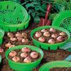 Round Bulb Basket 18cm | Grass Green