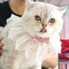 Beautiful Cat Lace Bows Collar Silks Satins/Pearl Dog Pearl Bows Necklace  Photograph