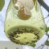 Fruit Fly Trap for Garden Hanging Melon Fly Catcher Outdoor Fly Trap Capture Fruit Flies from Trees Melons for Home Orchard