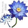 Natural Base Planting Pesticide Free Chinese Herb Dried Blue Lotus Flower