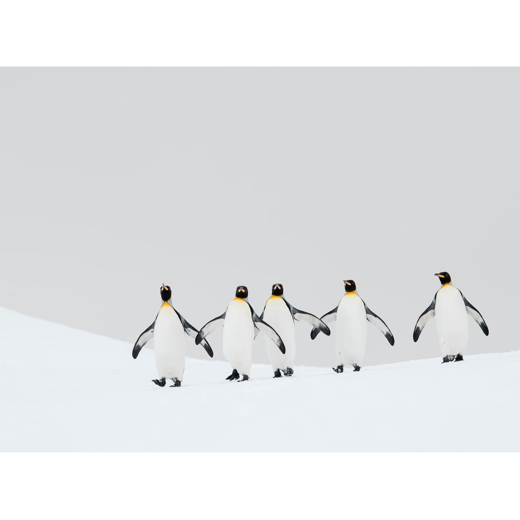 Ben Cranke King Penguins Print
