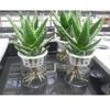 5pcs Plastic Mesh Pots Net Cloning Basket Hydroponic Aquarium Insert Plants Growth Flower Pot Tray Garden Supplies