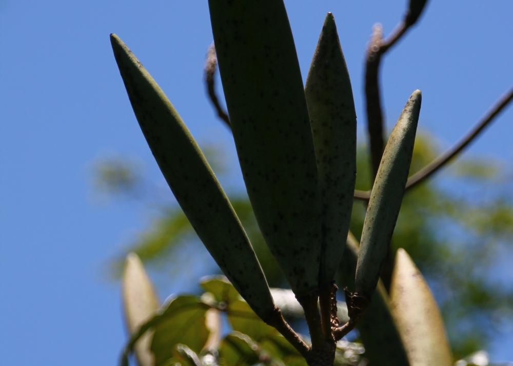 SAFLAX Африканское тюльпановое дерево - 30 семян - С горшечным субстратом для лучшего выращивания - Spathodea Campanulata