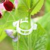 20Pcs Seedlings Fixing Clips Quick-open Plant Support Clips Clear Vine Fixing Buckles for Grafting Tying Vines And Hanging Plants Healthy Growth