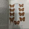 [USED] Butterfly Hong Kong Picture Book Foreign Book Butterfly Butterflies Butterfly