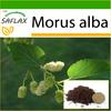 Шелковица белая - 200 семян - С горшечным субстратом для лучшего выращивания - Morus alba