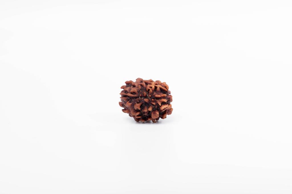 Natural 3 Mukhi Rudraksha Bead | Certified Authentic Rudraksha for Spiritual Growth | Genuine Sacred Bead for Meditation & Healing