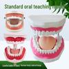 Children's Dental Teaching Aid: Tooth Brushing Toy Model