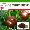 Pepper - Sweet Chocolate X - 10 Seeds - With Potting Substrate for Better Cultivation - Capsicum Annum