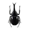 BACALYSO Sumatran Gidean Rhinoceros Beetle Magnet Resin Insect Model Ornament