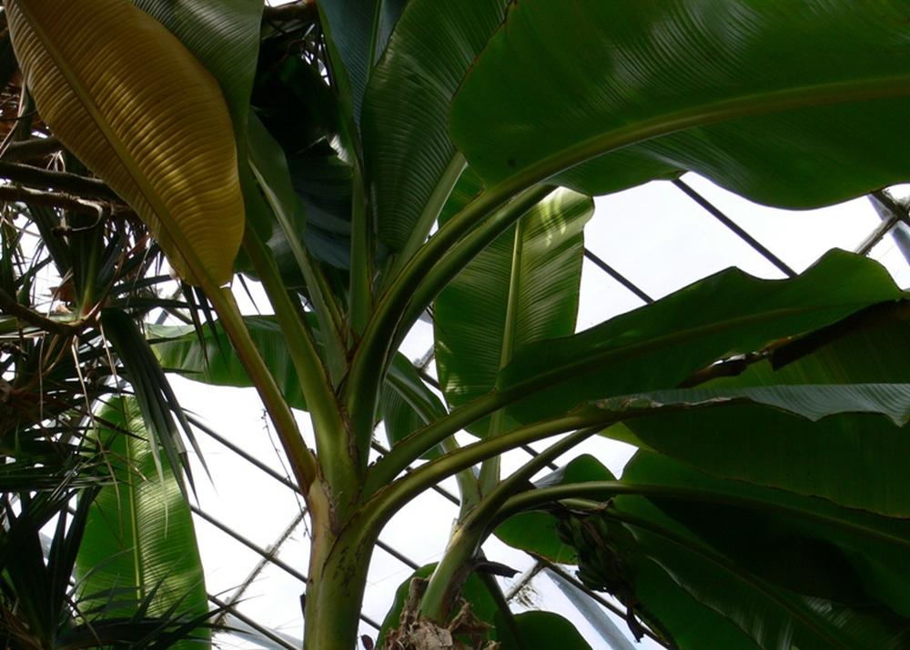 SAFLAX Банан Дарджилинг - 5 семян - Musa sikkimensis