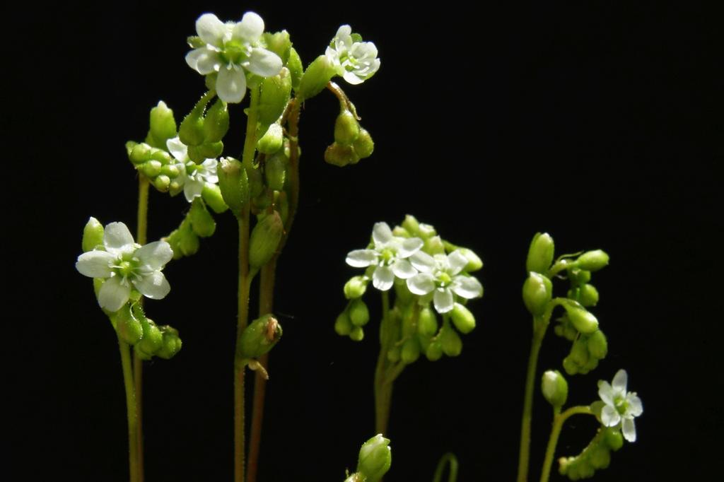 SAFLAX Росянка круглолистная - 50 семян - Drosera rotundifolia