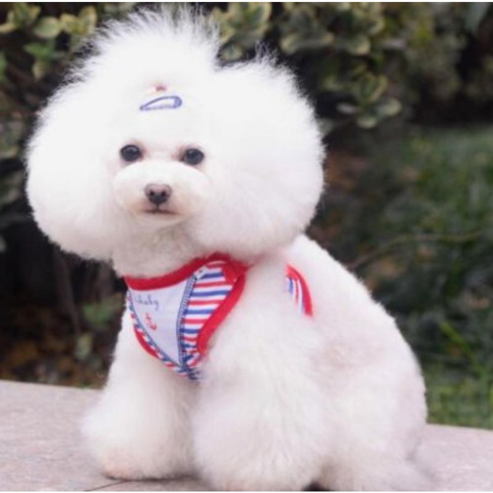 Весна/Лето Поводок для Собаки Джинсовый Уличный Шлейка для Кошки Домашний Питомец Поводок для Собаки Принадлежности Тедди Кошка В наличии