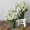 Artificial Realistic White Sunset Flowers Outdoor Front Porch Patio Decor Home Garden Doorway Balcony Decoration