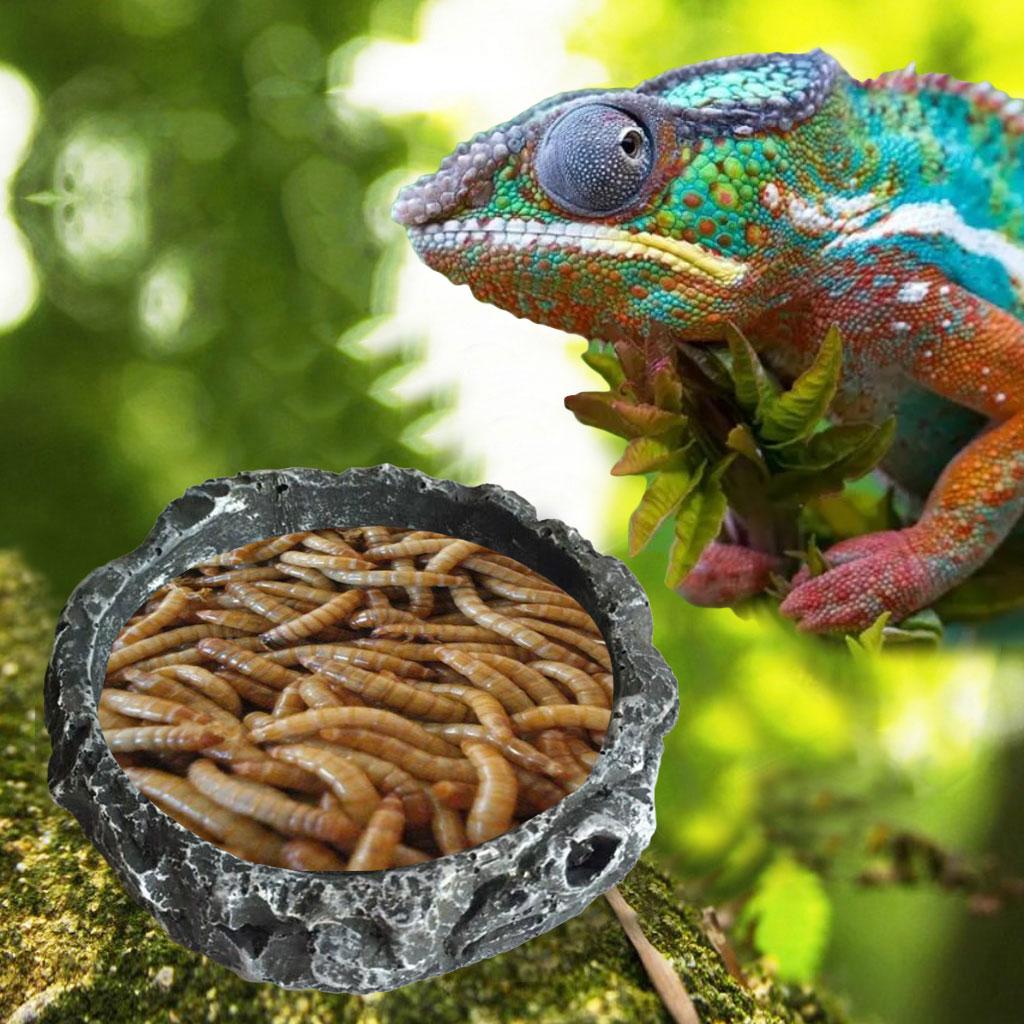 Миска для корма и воды для рептилий, кормушка для мучных червей, маленькие неглубокие смоляные миски