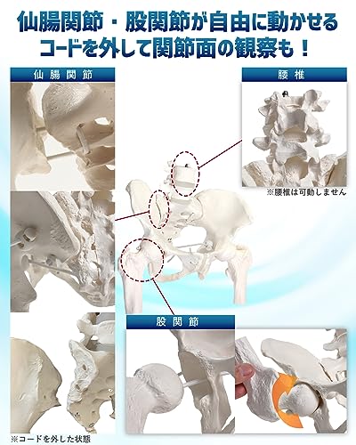 Модель таза KIYOMARU с бедренной костью, Подвижная модель человеческого тела, Костная модель, Скелетное представление под наблюдением физиотерапевта, Женский, с растяжением