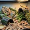 Escape Cave Reptile Hideout Simulation Reptile Cave Lizard Hideaway Shelter  Pet Breeding
