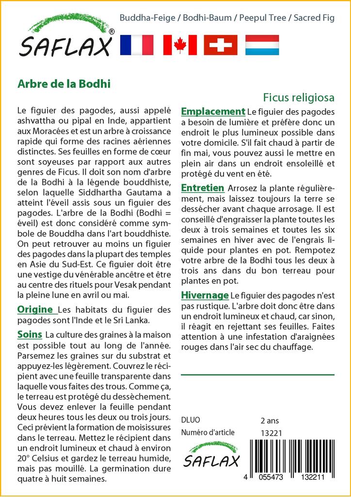 SAFLAX Peepul Tree / Sacred Fig - 100 семян - Ficus religiosa