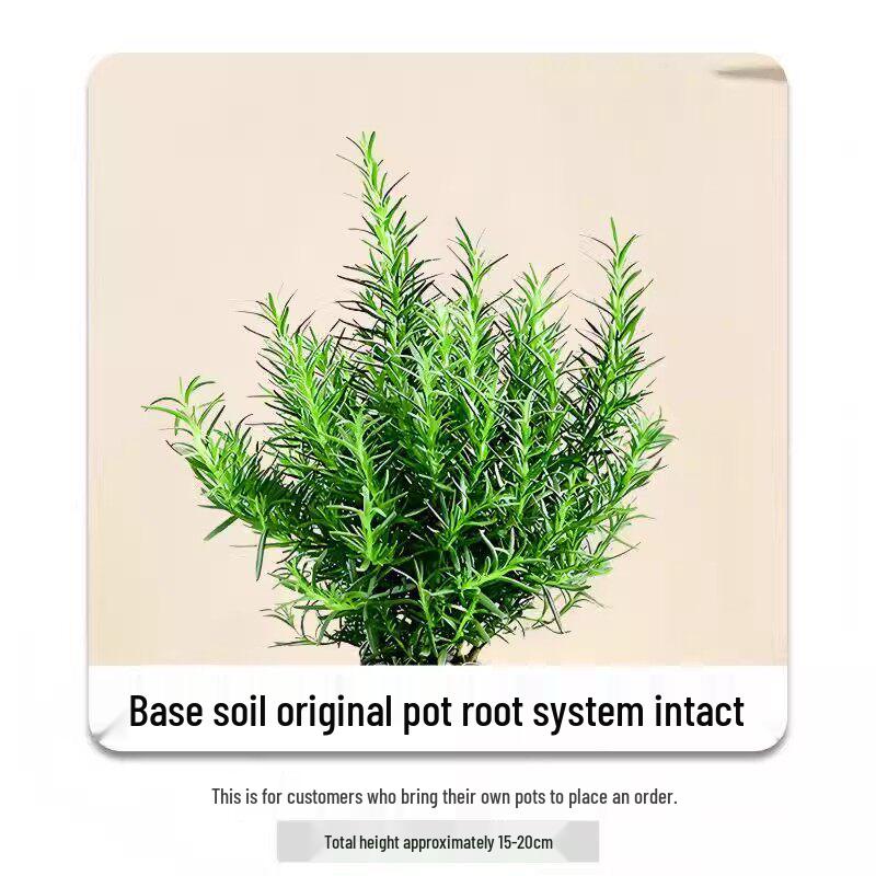 Rosemary and Mint Potted Herb: Edible, Mosquito-Repellent, Easy-Care Indoor Plant for Cooking and Decor.