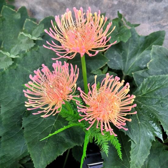 Цветочный солнечный светильник Реалистичный IP65 Водонепроницаемый Погодоустойчивый Наружный Садовый Дорожка Двор Газон Грунтовый Колышек Светодиодная Декоративная Лампа KTY