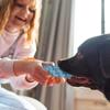 Bite-Resistant Double-Ring Dog Rope Toy Teeth Cleaning Chew Toy  Medium Large Dog Breeds