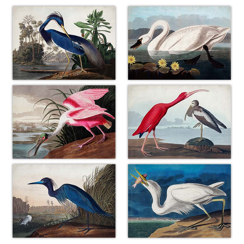 Audubon Vintage Bird Poster Canvas Print Wall Art Picture American Heron Swan Roseate Spoonbill Scarlet Lbis Blue Crane Decor