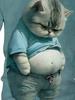 Мужская футболка с забавным принтом Fat Cat, повседневная, с круглым вырезом и коротким рукавом