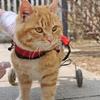 Breathable Harness Pet Wheelchair Adjustable Rehabilitation Assist Car  Hindlimb Disabled Cats