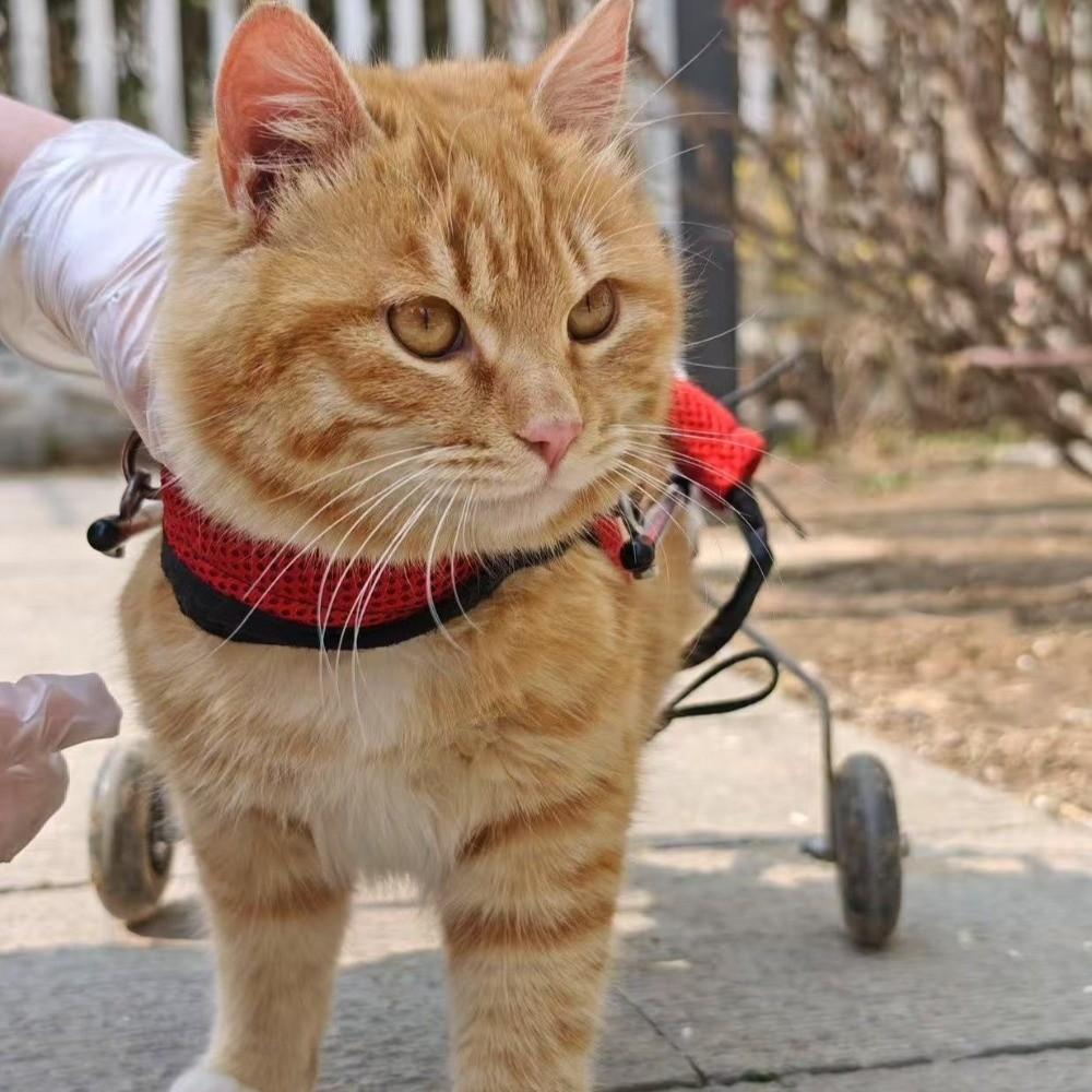 Breathable Harness Cat Wheelchair Adjustable Cat Mobility Scooter Pet Wheelchair Disabled Pets
