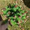 Party Xmas Crafts Simulation Pine Cones Artificial Plant Artificial Decorations Christmas Supplies
