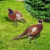 2 Pack Acrylic Stakes Garden Pheasants Stake Yard Art Outdoor Animal Decoration Lawn Patio Decorative Statue Sculpture
