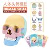 Assembled 4D human skull model, detachable specimen skull model