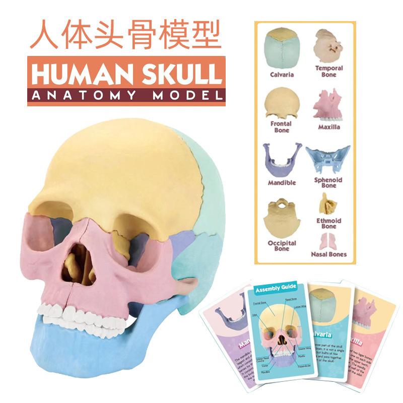 Assembled 4D human skull model, detachable specimen skull model