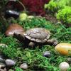 Miniature Tortoise DIY Handmade Resin Fairy Garden Figurine for Gift