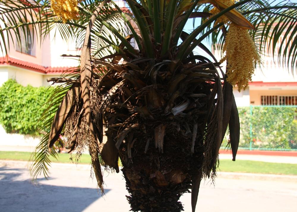 SAFLAX Финиковая пальма пигмейская - 25 семян - Phoenix roebelenii