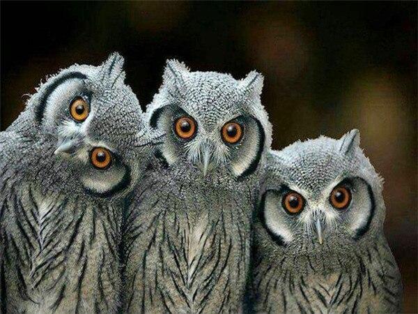 Алмазная картина Сова, полная дрель, украшение для дома, Алмазная вышивка, мозаика с животными, картина со стразами, настенное искусство