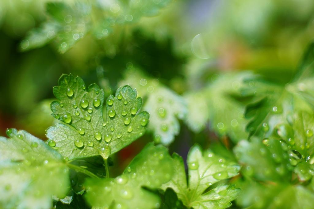 SAFLAX Garden in the Bag - Органическая - Петрушка с простыми листьями - 600 семян - С субстратом в подходящем стоячем пакете - Petroselinum Crispum