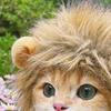 Cute Lion Style Dog Cat Hat Super Soft Breathable Friendly To Skin Lightweight Novelty Pet Hat Headwear Photography Prop