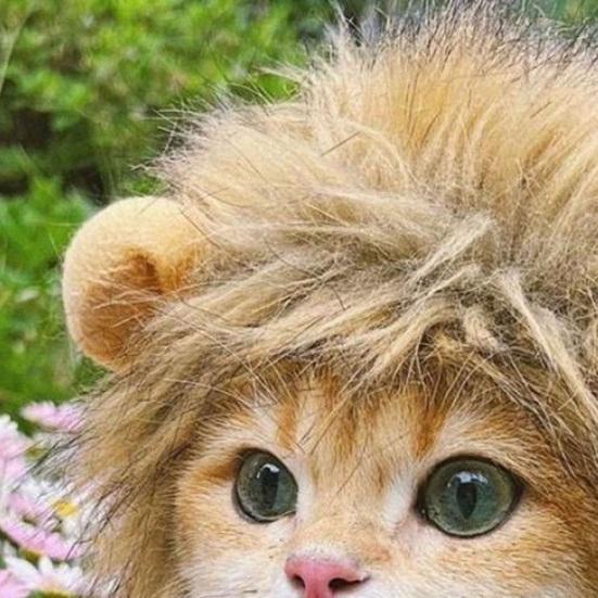 Cute Lion Style Dog Cat Hat Super Soft Breathable Friendly To Skin Lightweight Novelty Pet Hat Headwear Photography Prop