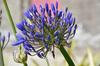 SAFLAX Лилия африканская - 50 семян - Agapanthus orientalis