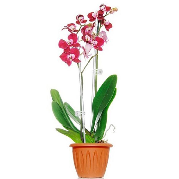 20PCS Durably Plant Sticks with Fix Clip Ensuring Secure Upright Growth of Indoor Outdoor Plant Strength Durability