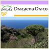 Драконово дерево - 5 семян - Dracaena Draco