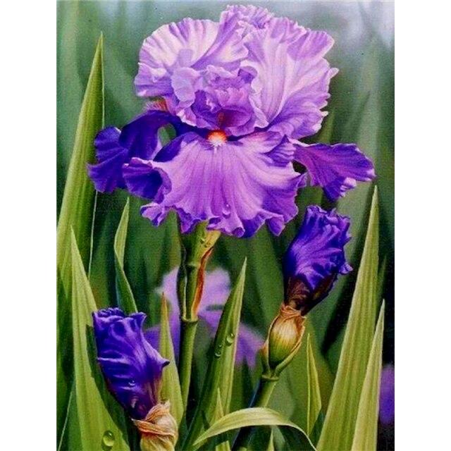 40x50 см тигр картина по номерам для взрослых DIY наборы ручная роспись животное на холсте картина маслом рисунок раскраска по номеру с рамкой