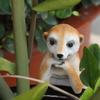 Meerkat Garden Animal Statue Housewarming Gift Funny Meerkat Figurine for Balcony Home Decoration Tabletop Outside Garden Decor