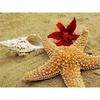 DIY 5D Diamond Painting Sea Shell Starfish Full Round Drill Cross Stitch Diamond Embroidery