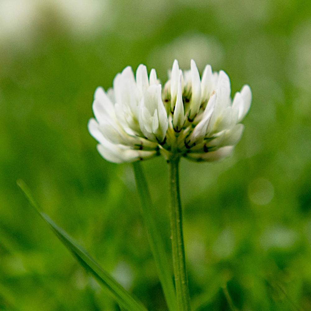 Клевер МИКРО КЛЕВЕР Медонос белый мелколистный клевер низкий для газона 500г