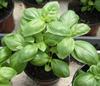 300 Seeds of GENOVESE or CLASSIC BASIL - FRESH SEEDS