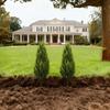 Artificial Boxwood Tree for Hotel, Courtyard, or Mall Decor