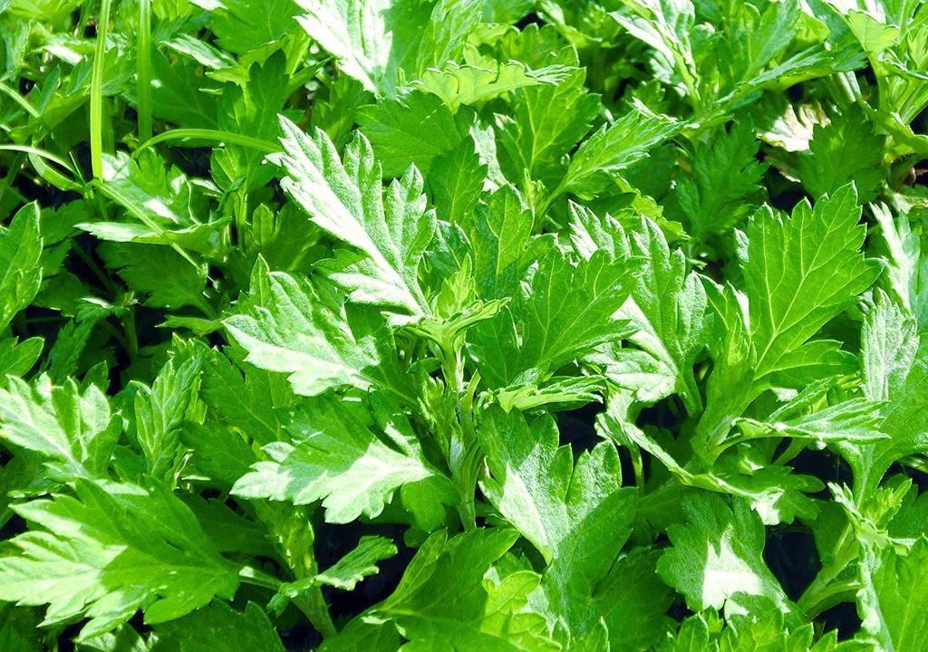 Chi No Shiosha Mugwort Soap Solid Soap Made In Japan 4-pack Fragrance-free Color-free